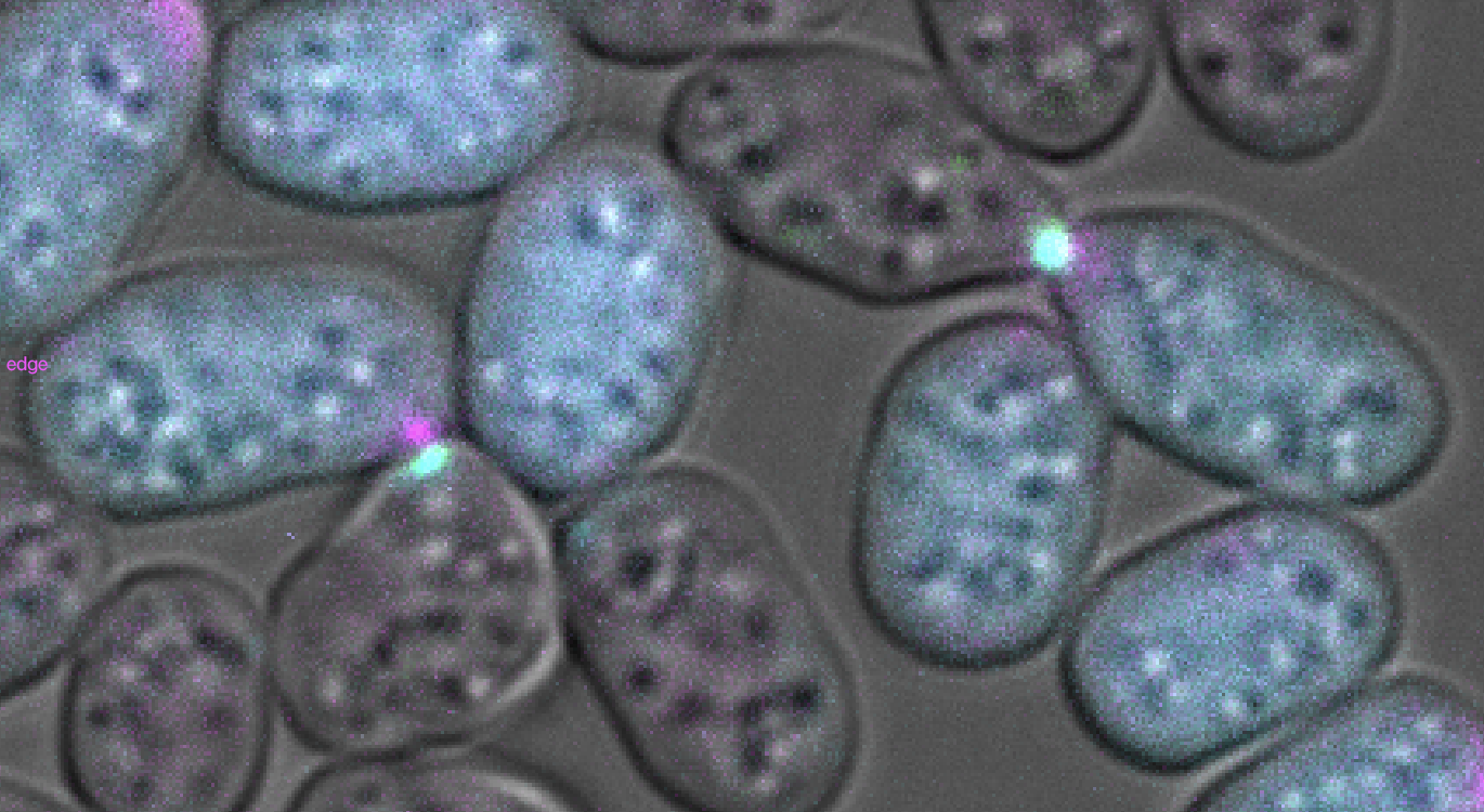 Research image